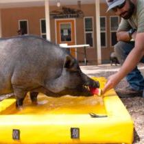 photo of pig at Best Friends Animal Sanctuary in Utah